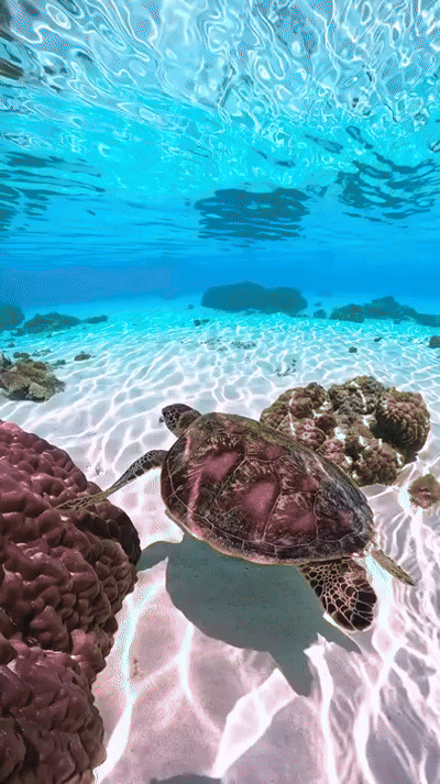 Mantavision™ App Controlled Rc Boat