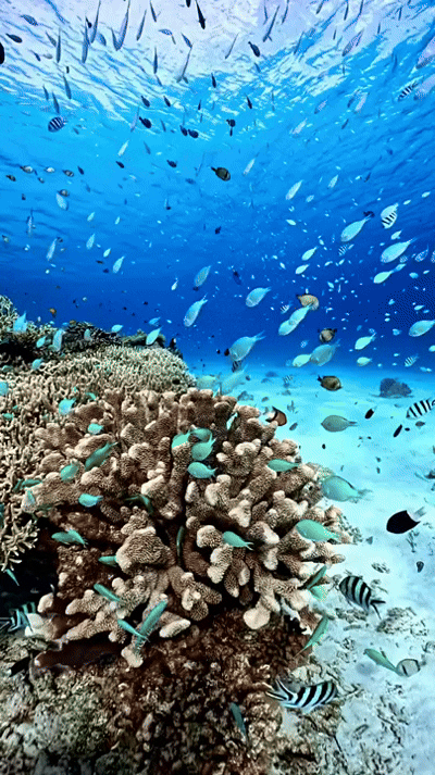 Mantavision™ App Controlled Rc Boat