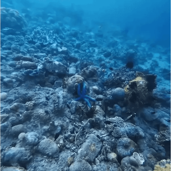 Mantavision™ App Controlled Rc Boat